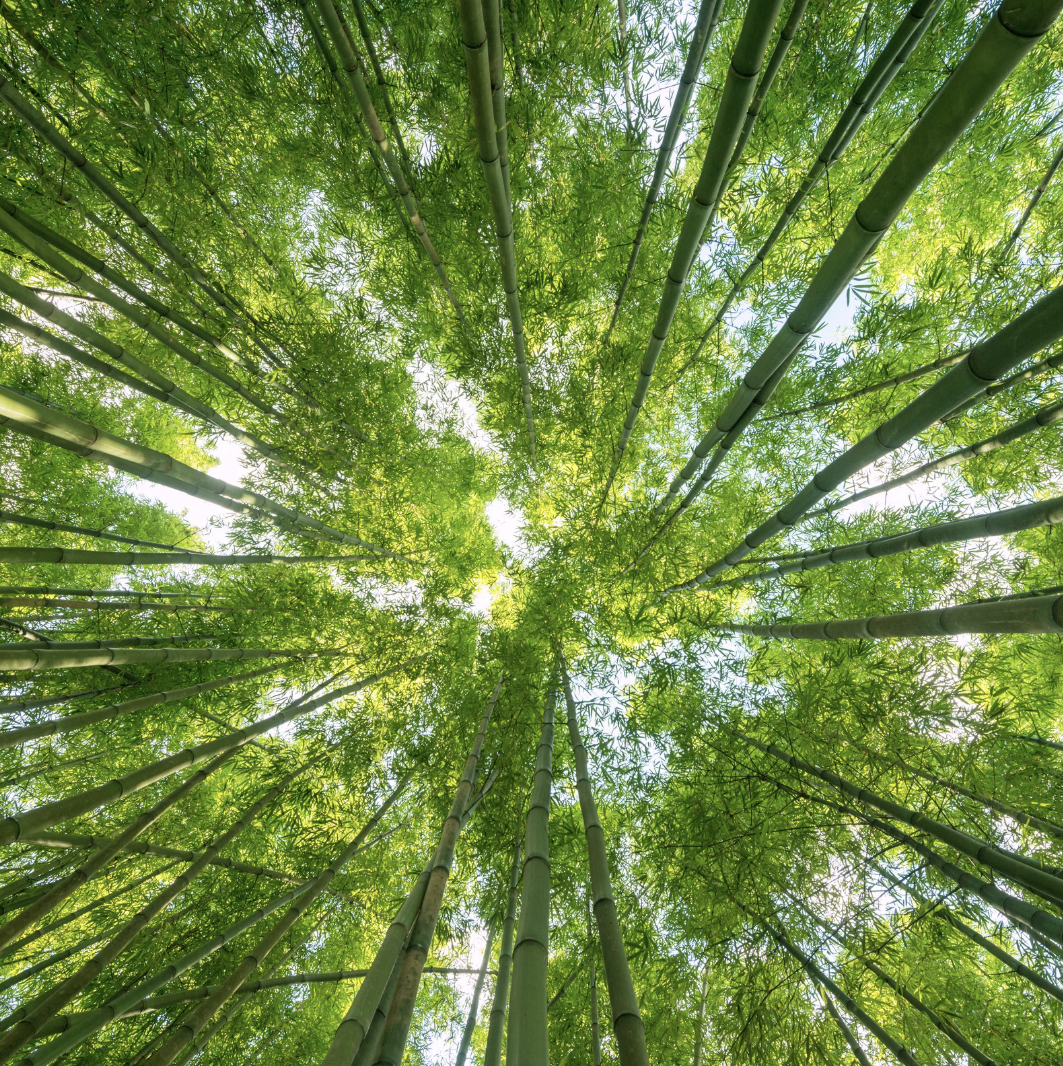 Pflanzliches Kollagen: 7 Fakten über veganes Kollagen